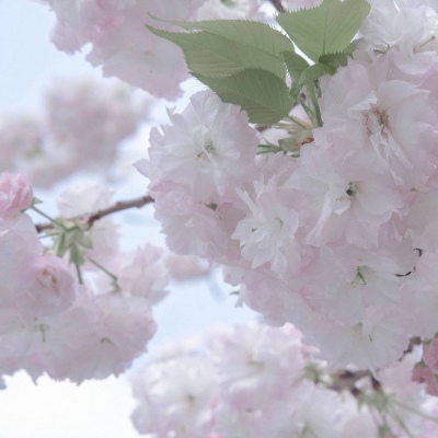 Furry插画灵感合集福瑞群